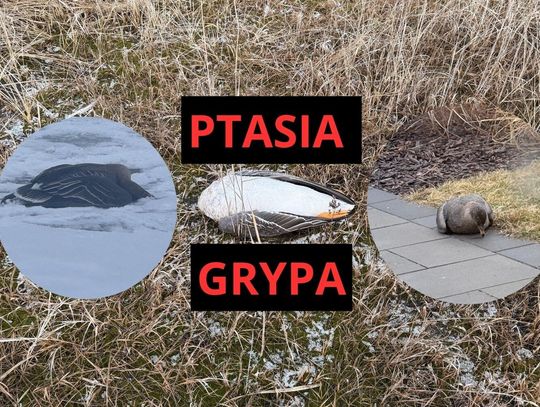 Gęsi padają jak muchy, a mieszkańcy oczekują reakcji
