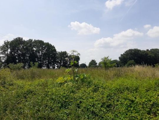 GMINA OŁAWA Groźny barszcz Sosnowskiego już tu jest