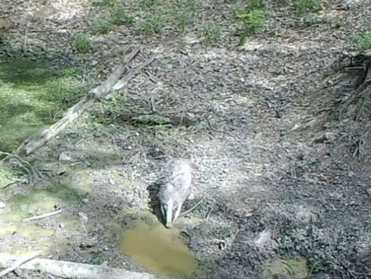 Gorące dni wywabiły borsuka do wodopoju (FILMIK)