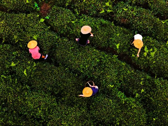 Harbaciane pola odżywają po latach