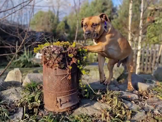 Hulk - dwuletni psiak szuka domu Hulk - dwuletni psiak szuka domu