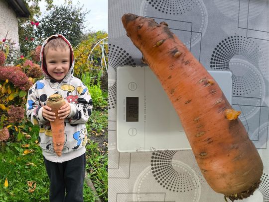 I to jest naprawdę wielka marchewka! Waży ponad kilogram