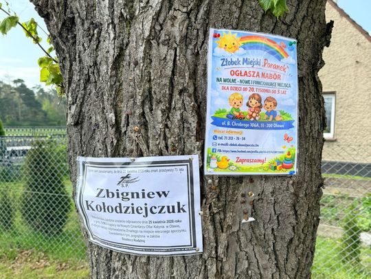 I znów ogłoszenia na drzewie mocowane pinezkami