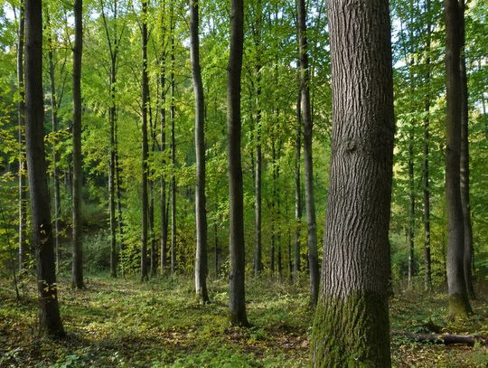 Ile niebezpiecznych drzew trzeba będzie wyciąć? Jeszcze nie wiadomo