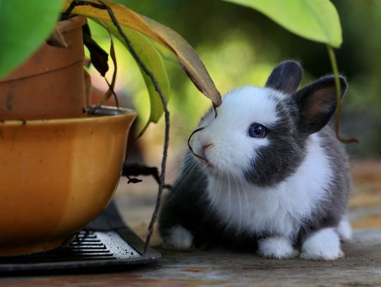 Jak posiadać królika w domu - porady dla początkujących