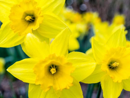 Jak stworzyć ogrodową kompozycję z żółtymi kwiatami?