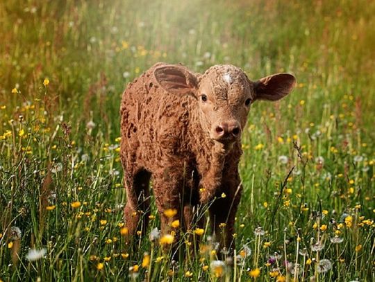 Jak wzmacniać układ odpornościowy cielaka?