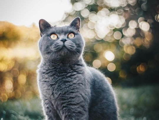 Jakie makroskładniki, witaminy, minerały i suplementy dla zwierząt powinny znaleźć się w diecie kota?