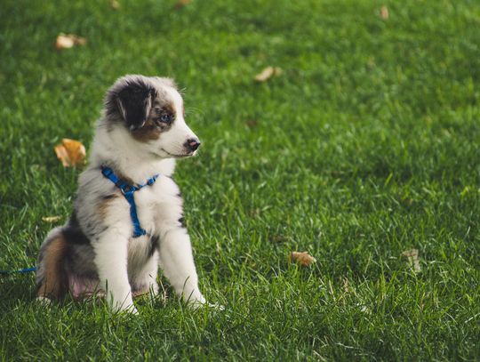 Karma dla szczeniaka – jak wybrać odpowiednią dietę dla rozwoju psa?