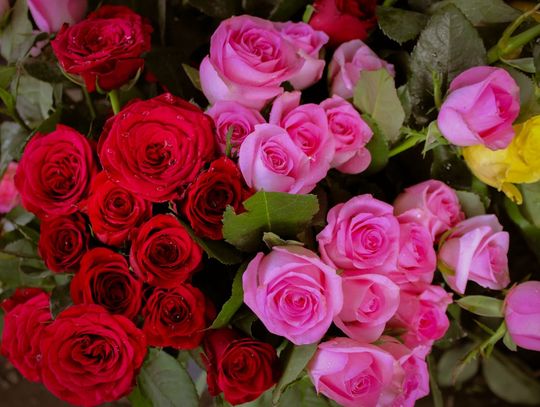 Kiedy róża staje się dziełem sztuki – odmiany wielkokwiatowe i pienne