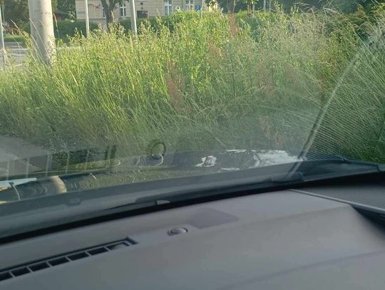 Kiedy skoszą trawy przy drogach? Mieszkańcy pomogą, jeżeli też będą pisać skargi