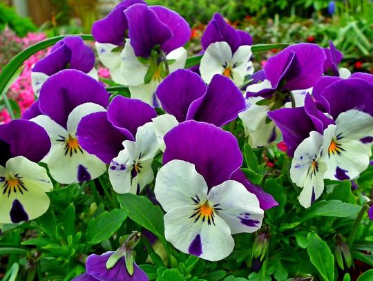 Kiermasz wiosenny w Domaniowie