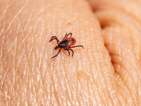 Kleszcze na etacie detektywa. Sypią dowodami w sprawie zanieczyszczenia środowiska… Kleszcze na etacie detektywa. Sypią dowodami w sprawie zanieczyszczenia środowiska…