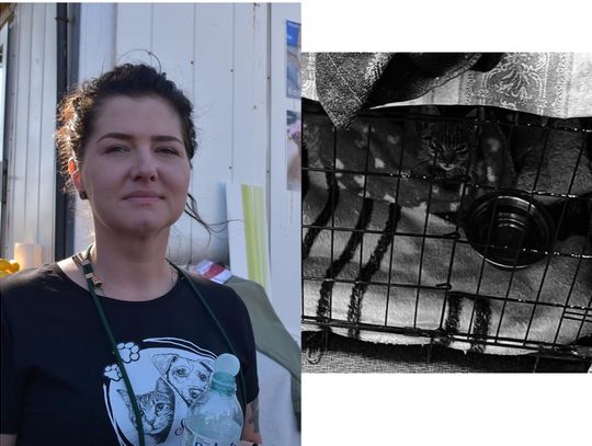 Koci tyfus w schronisku. Koordynatorka o obecnej sytuacji