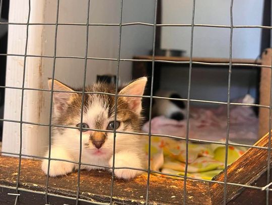 Kociaczki do adopcji. Od dzisiaj