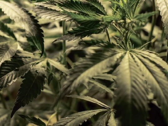 Konopie na straży zdrowia