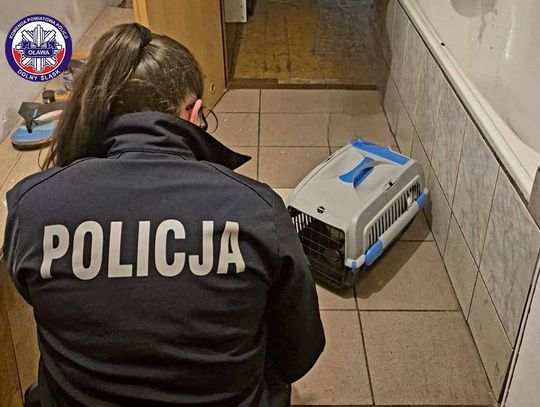 Kot pozostawiony bez opieki nie został sam