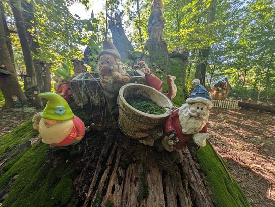 Krasnale z lasku w Borucicach zapraszają (GALERIA)