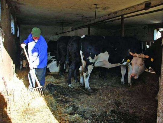 Krowy muszą odejść, bo urzędnicy i sąsiedzi ich nie chcą