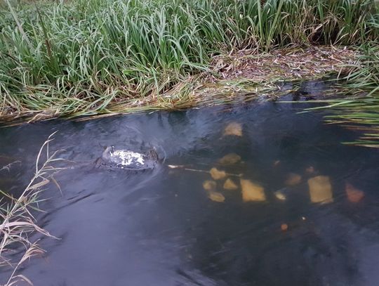 Kto utopił psa?