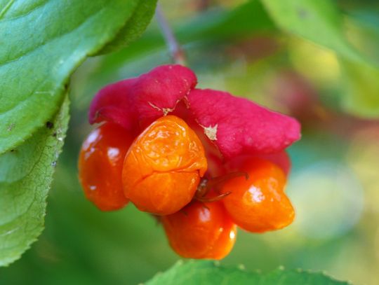 Kuszą pięknymi kolorami i niezwykłym kształtem, ale...