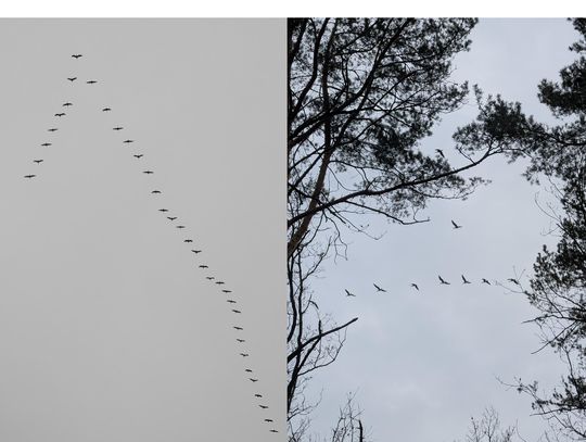 Latają raz w jedną, raz w drugą stronę. Co jest?!