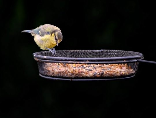 LIST: - Dokarmiajmy zimujące ptaszki śpiewające w zimie – póki czas LIST: - Dokarmiajmy zimujące ptaszki śpiewające w zimie – póki czas