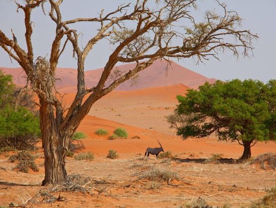 RPA Namibia