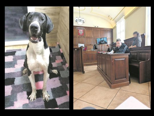 Magdalena Ł.: - Było zagrożenie dla zdrowia, a nawet życia tego psa Magdalena Ł.: - Było zagrożenie dla zdrowia, a nawet życia tego psa