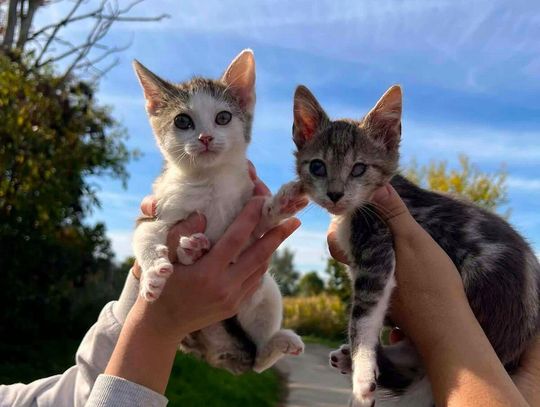 Kotki do adopcji
