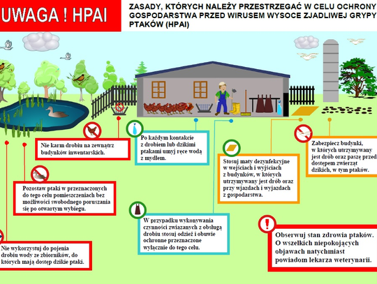 Mało pandemii? To jeszcze ptasia grypa