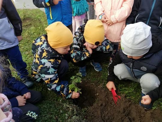 Maluchy też sadziły. Brawo!