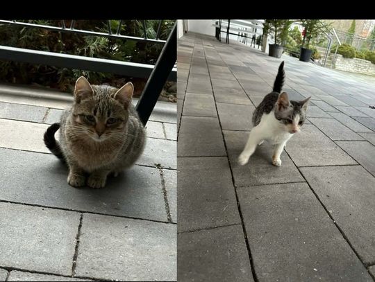 Mama kotków zginęła na ruchliwej drodze i zostały one, słodziaki... Mama kotków zginęła na ruchliwej drodze i zostały one, słodziaki...
