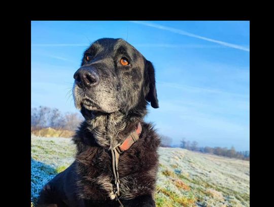Mambo nadal w przytulisku. Czeka na Ciebie?