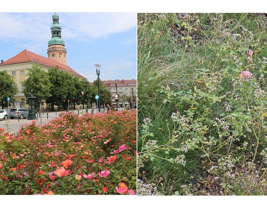 Miasto odpowiada: - W miarę możliwości róże były okresowo odchwaszczane