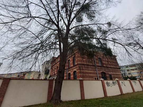 Miasto walczy z jemiołą. Przycinki w marcu