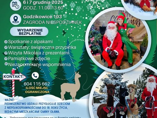 Mikołaj z alpakami w gminie Oława! Mikołaj z alpakami w gminie Oława!