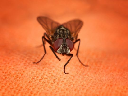 Moskitiery rolowane: dlaczego warto je mieć?