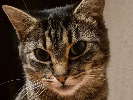 Na ratunek "Szarej z dworca"