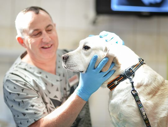 Na Uniwersytecie Przyrodniczym będą leczyć psy ratownicze