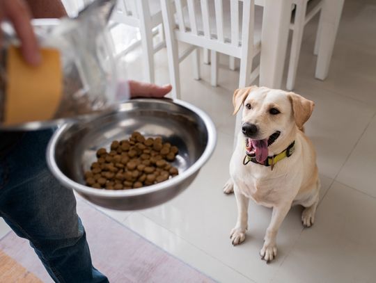 Najlepsze składniki i wartości odżywcze w karmie dla psów