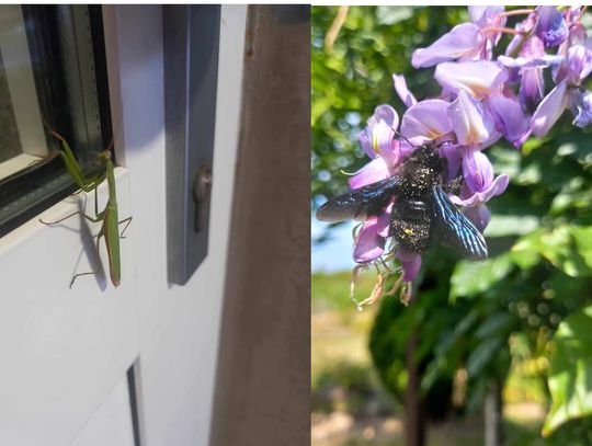 Najpierw modliszka, potem czarna pszczoła
