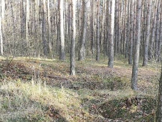 Naukowcy: - Nie palmy lasów!