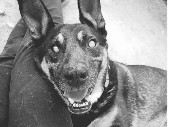 Nie żyje "Ślepuś". Był wyjątkowym psem, bohaterem bajek