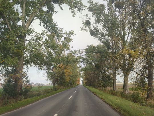 Niebezpieczne gałęzie nad drogą