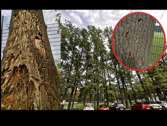 Niektóre dęby już umarły, ale nie można ich wyciąć