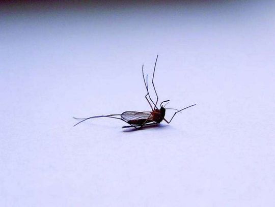 Odkomarzanie - już dziś wieczorem