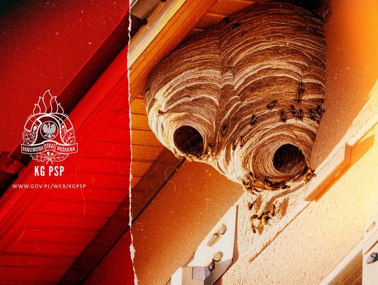 Odpowiedzialność za usuwanie gniazd os i szerszeni. Strażacy apelują o rozsądek