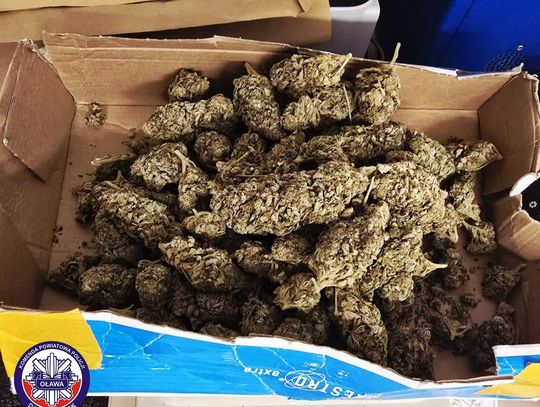 Oława. 19-latek zatrzymany. W piwnicy chował narkotyki