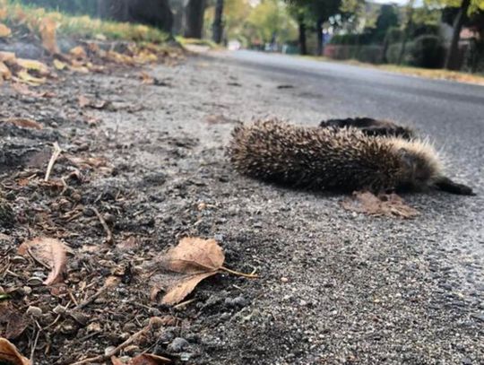 OŁAWA A jeże wciąż giną na Lipowej